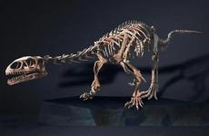 Leonerasaurus